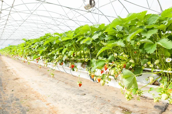 온실 딸기에 문화 — 스톡 사진