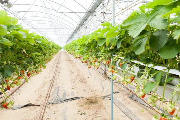 La cultura en las fresas de invernadero — Foto de Stock