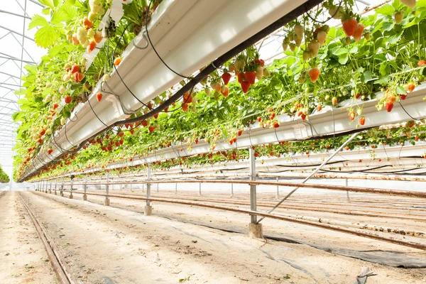 Cultuur in broeikasgassen aardbeien — Stockfoto