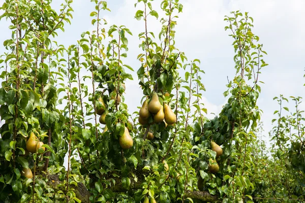 果樹園での梨の木 — ストック写真