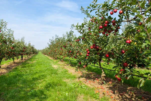 Apfelbäume im Sommer lizenzfreie Stockbilder