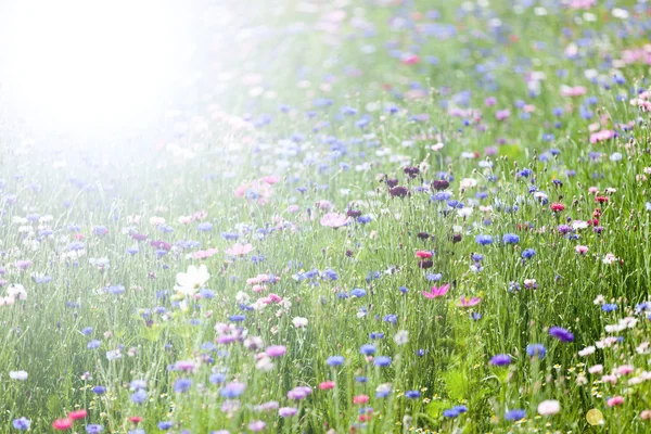 Wilde bloemen op weide — Stockfoto