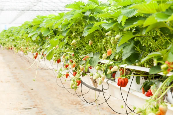 Fresas cultivadas en un invernadero — Foto de Stock