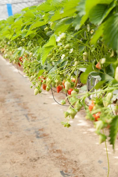 Φράουλες που καλλιεργούνται σε θερμοκήπιο — Φωτογραφία Αρχείου