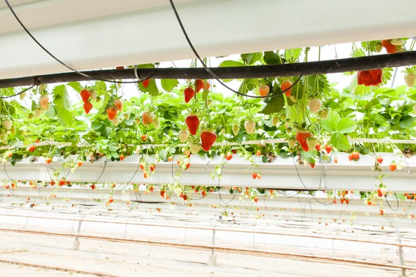 Fresas cultivadas en un invernadero — Foto de Stock