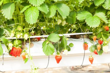 kültürlü bir serada çilek