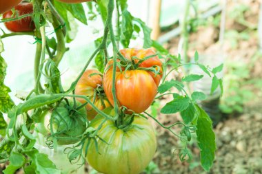 Bir sera organik domates