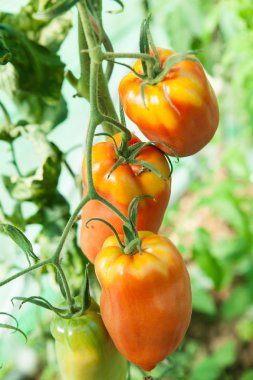 Bir sera organik domates