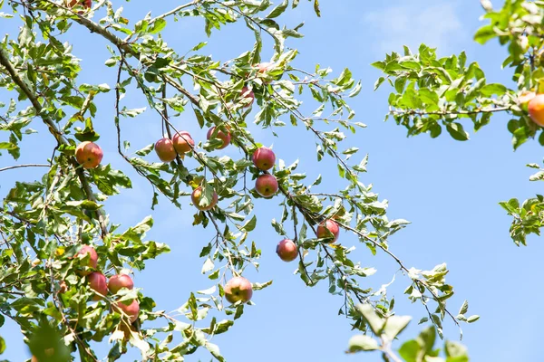 여름에 사과 나무 — 스톡 사진