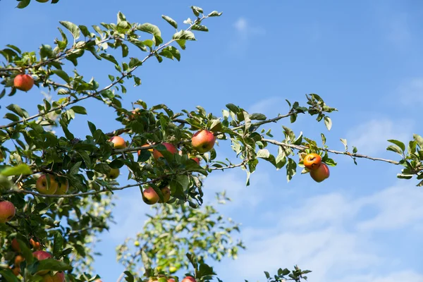 Alberi di mele in estate — Foto Stock