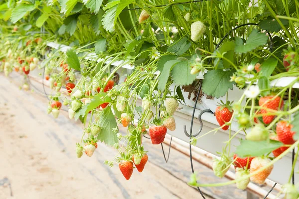 strawberries cultured in a greenhouse