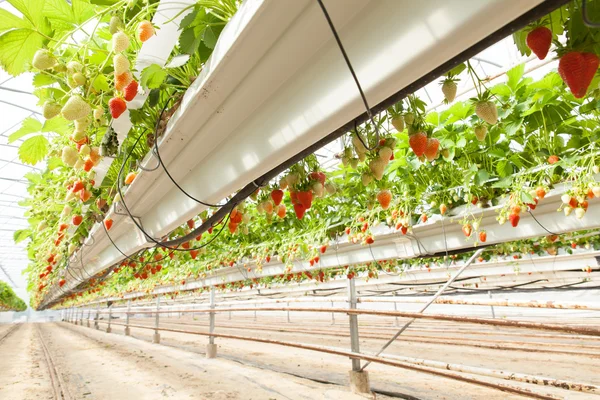 strawberries cultured in a greenhouse