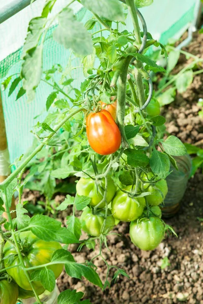 Tomates orgânicos em estufa — Fotografia de Stock