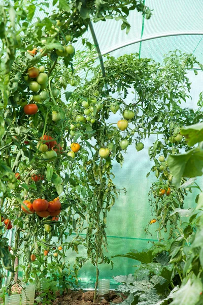 Tomates orgânicos em estufa — Fotografia de Stock