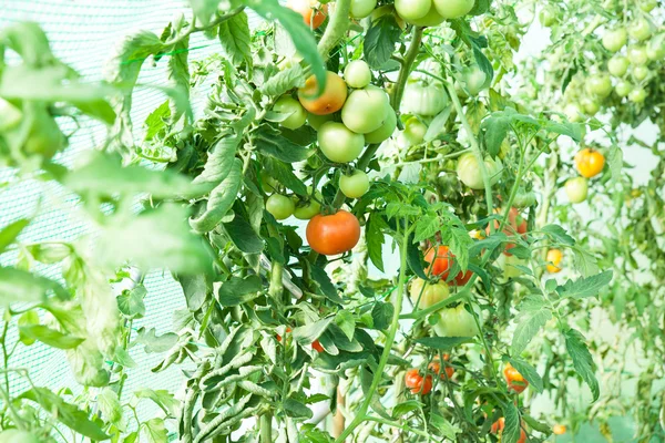 Biologische tomaten in een kas — Stockfoto