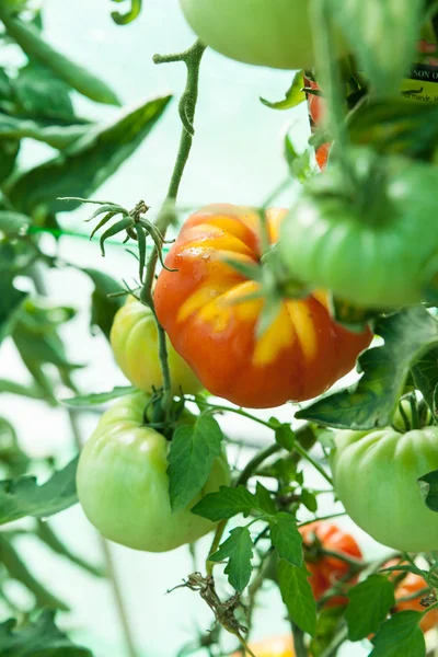 Tomates orgânicos em estufa — Fotografia de Stock