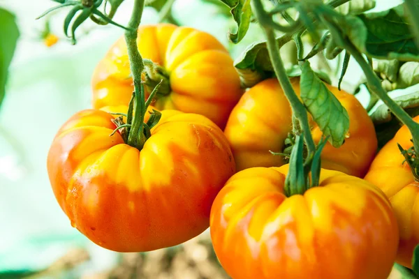 Organic tomatoes in a greenhouse — Stock Photo, Image