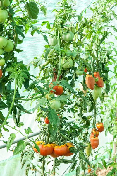 Tomates ecológicos en invernadero — Foto de Stock