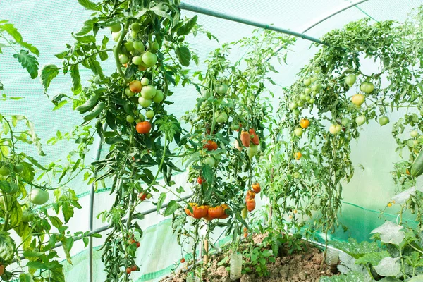 Tomates ecológicos en invernadero — Foto de Stock