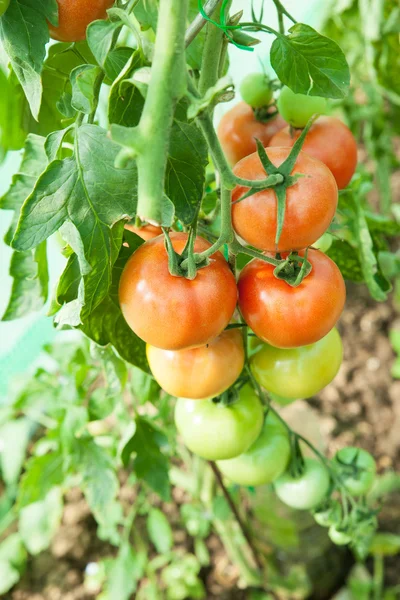 Biologische tomaten in een kas Rechtenvrije Stockafbeeldingen