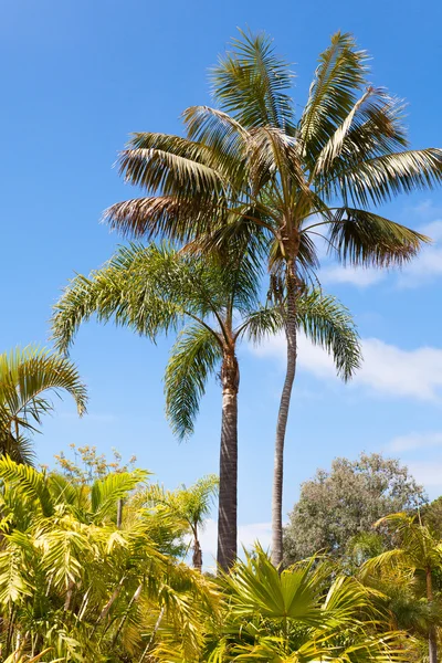 Vue jardin palmier — Photo