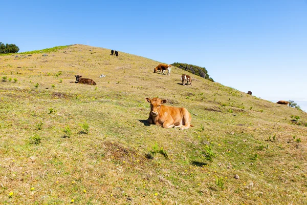 Vacas y pastos de ternera —  Fotos de Stock