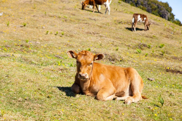 Vacas y pastos de ternera —  Fotos de Stock