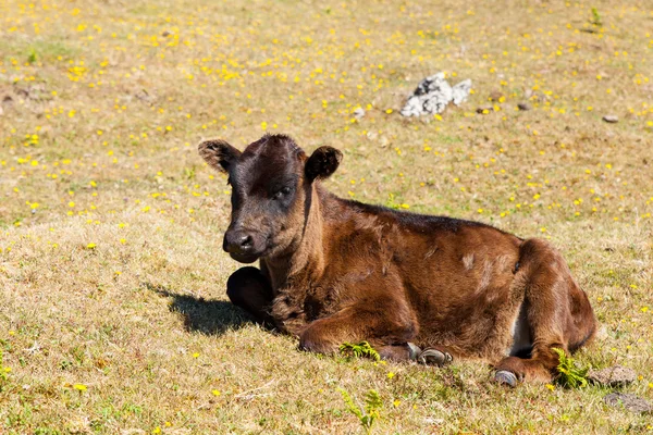 Pastos de vacas y terneras —  Fotos de Stock