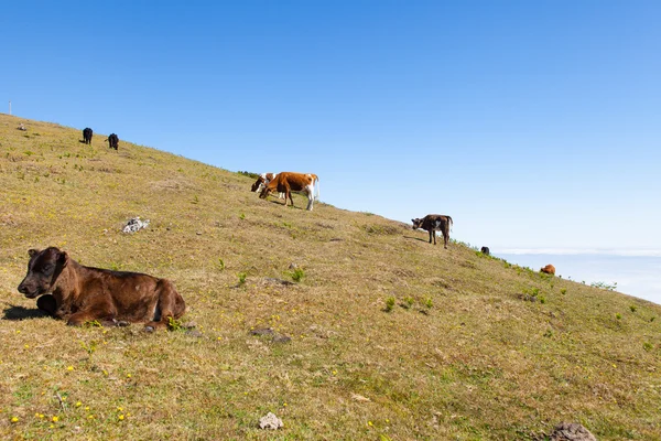 Vacas y pastos de ternera —  Fotos de Stock