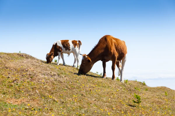 Vacas y pastos de ternera —  Fotos de Stock