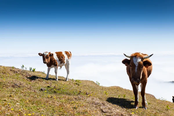 Cows and veal pasture — Stock Photo, Image