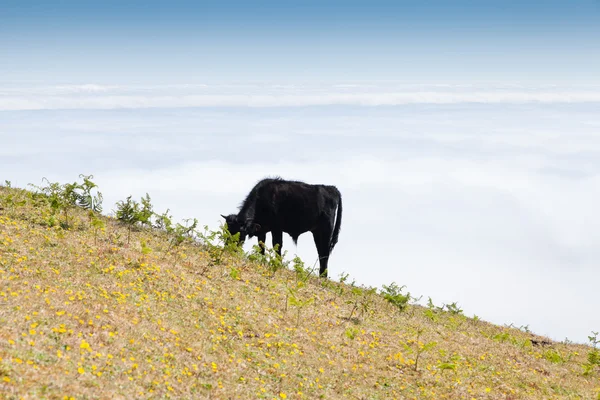 Pastos de vacas y terneras — Foto de Stock