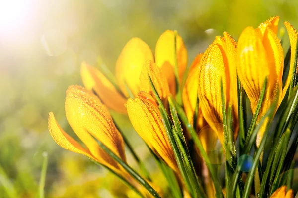Crocuses in the morning frost — Stock Photo, Image