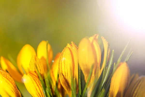 Crocus le matin gelée — Photo