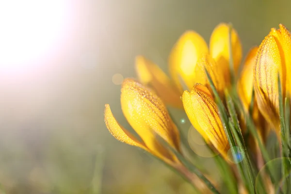 Krokusse gelb aus nächster Nähe — Stockfoto