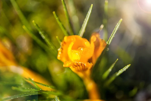 Krokusse gelb aus nächster Nähe — Stockfoto