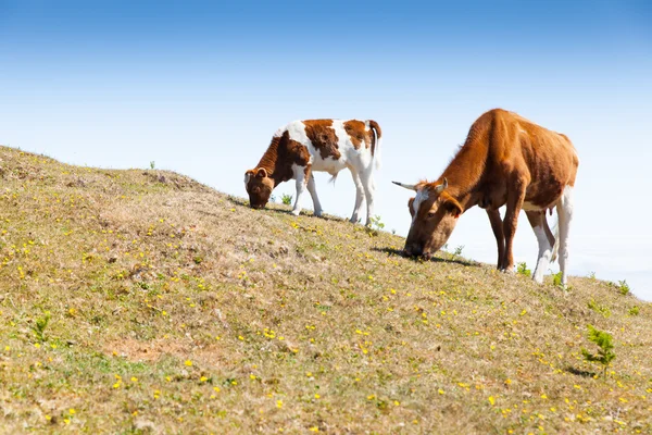 Vacas y pastos de ternera —  Fotos de Stock