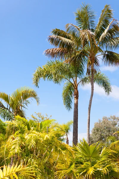 Jardin de palmiers verts — Photo