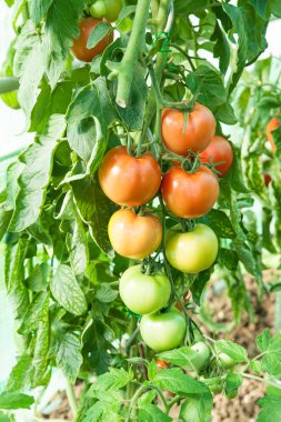 Bir sera organik domates