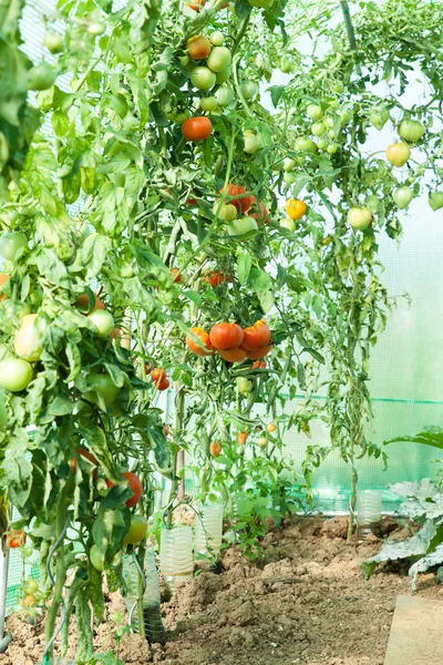 Biologische tomaten in een kas — Stockfoto