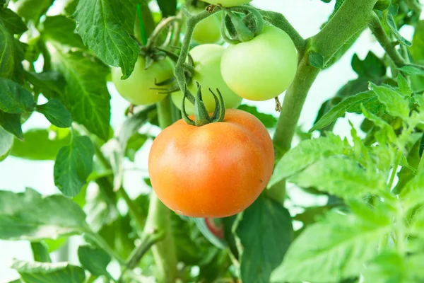 Органические помидоры в теплице — стоковое фото