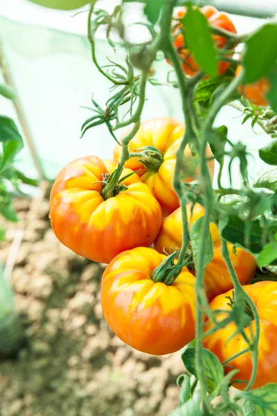 Tomates ecológicos en invernadero — Foto de Stock