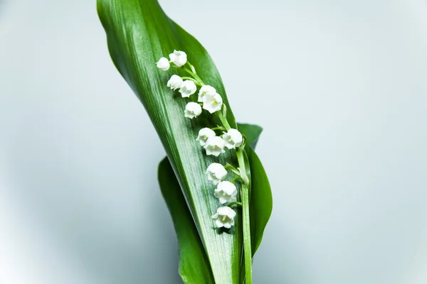 Lily of the valley met 13 klokken — Stockfoto