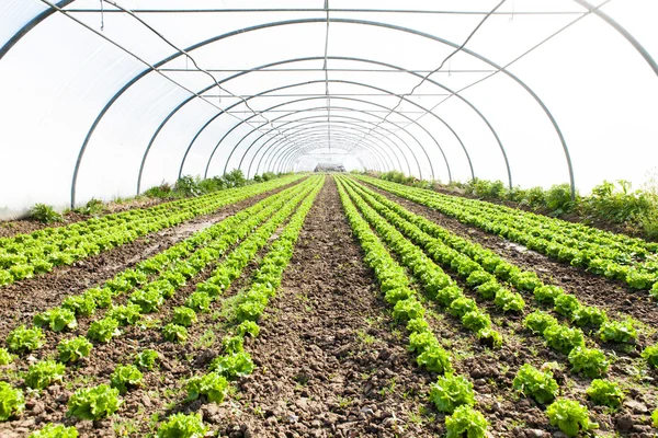 Organic salad in greenhouses