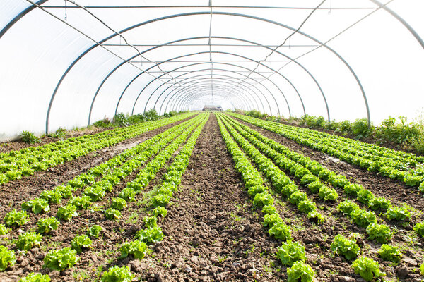 Organic salad in greenhouses