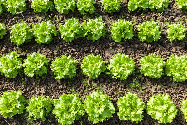 Ekologisk sallad i växthus — Stockfoto