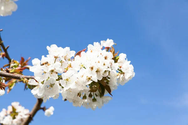 Ramas florecientes de cerezo — Foto de Stock