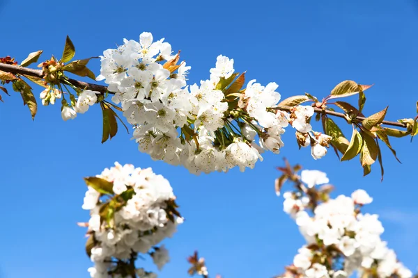 Ramas florecientes de cerezo — Foto de Stock