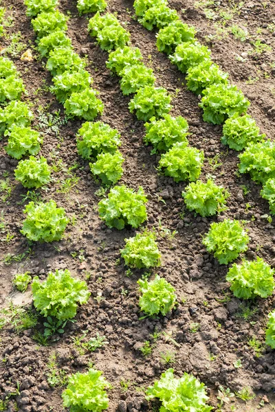 Ekologisk sallad i växthus — Stockfoto