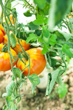 Bir sera organik domates